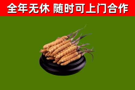 西盟回收冬虫夏草