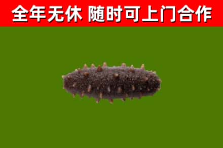 西盟回收海参干